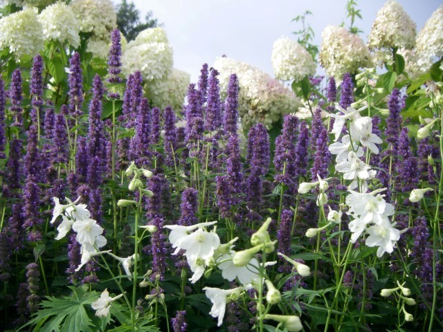 Agastache ‘Blue Fortune’ combiné avec une Delphinium de couleur blanche et une Hydrangea paniculata Limelight’: à partir de 2 euros/pièce