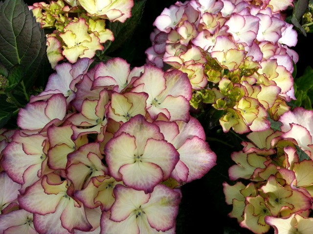 Hydrangea macrophylla 'Adula Blauw' - 22.50 euros/p