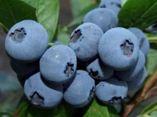 Amerikaanse blauwbes = Vaccinium corymbosum